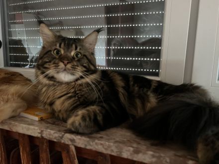 Reinrassiger Deckkater mit dem Stammbaum.