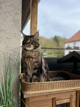 Reinrassiger Deckkater mit dem Stammbaum.