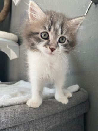 Sibirische Katzen Babys suchen ein Zuhause