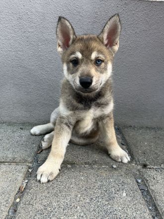 Tschechoslowakischer Wolfhund & Sibirischer Husky Welpen mix