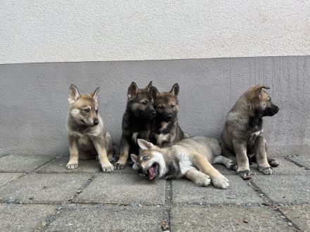 Tschechoslowakischer Wolfhund & Sibirischer Husky Welpen mix