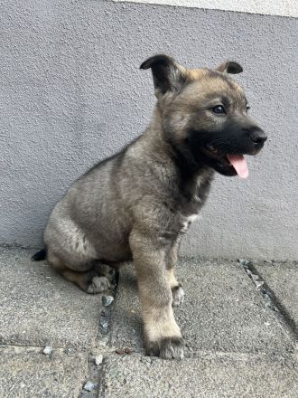 Tschechoslowakischer Wolfhund & Sibirischer Husky Welpen mix