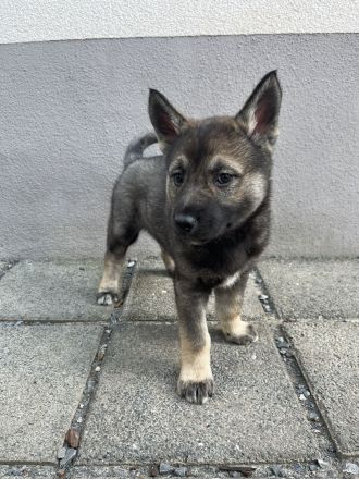 Tschechoslowakischer Wolfhund & Sibirischer Husky Welpen mix