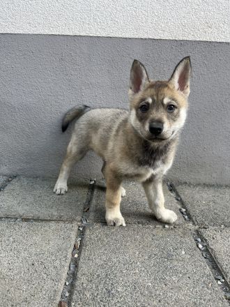 Tschechoslowakischer Wolfhund & Sibirischer Husky Welpen mix