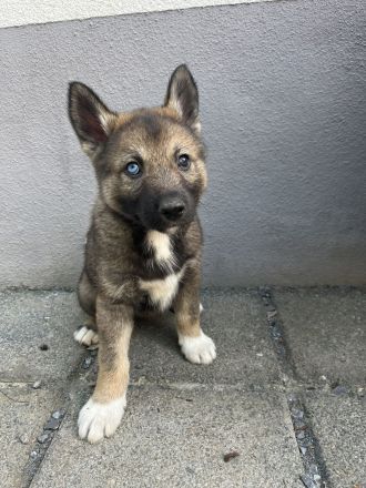 Tschechoslowakischer Wolfhund & Sibirischer Husky Welpen mix