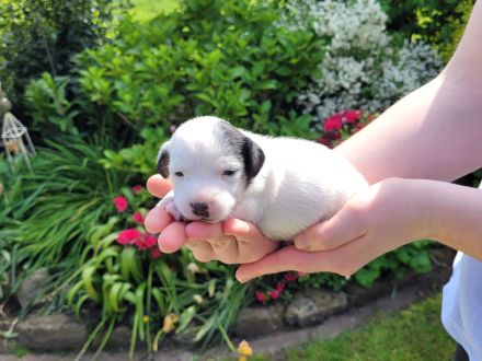 Jack Russel Terrier Welpen