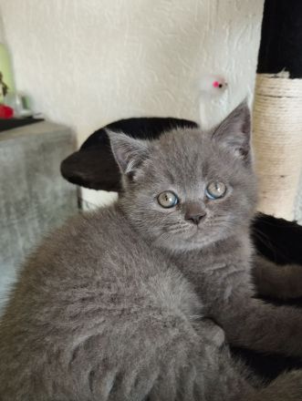 3 süße BKH Kitten suchen ein zu Hause