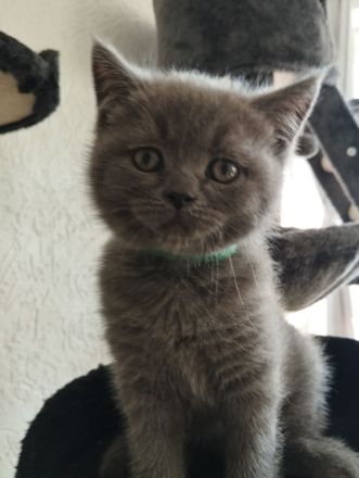 3 süße BKH Kitten suchen ein zu Hause