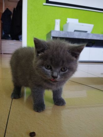 3 süße BKH Kitten suchen ein zu Hause