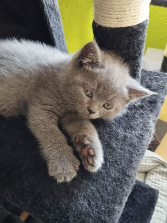 3 süße BKH Kitten suchen ein zu Hause