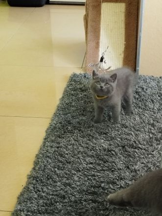 3 süße BKH Kitten suchen ein zu Hause