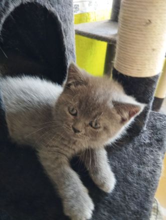 3 süße BKH Kitten suchen ein zu Hause