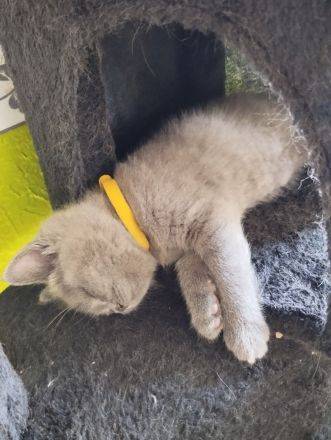 3 süße BKH Kitten suchen ein zu Hause