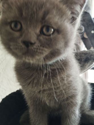 3 süße BKH Kitten suchen ein zu Hause