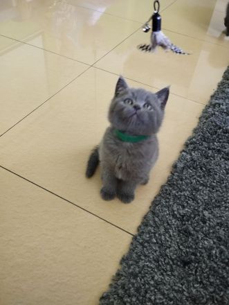 3 süße BKH Kitten suchen ein zu Hause