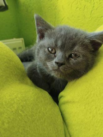 3 süße BKH Kitten suchen ein zu Hause