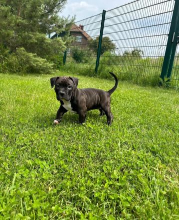 American Pocket Bully Hündin