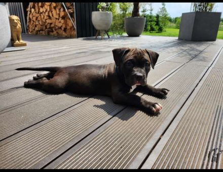 American Pocket Bully Hündin