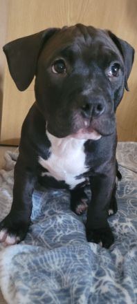 American Pocket Bully Hündin