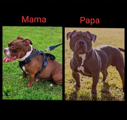 American Pocket Bully Hündin