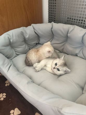 Reinrassige BKH Britisch Kurzhaar Silber,Cappuccino (mit Blauen Augen)Katzenbabys