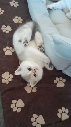 Reinrassige BKH Britisch Kurzhaar Silber,Cappuccino (mit Blauen Augen)Katzenbabys