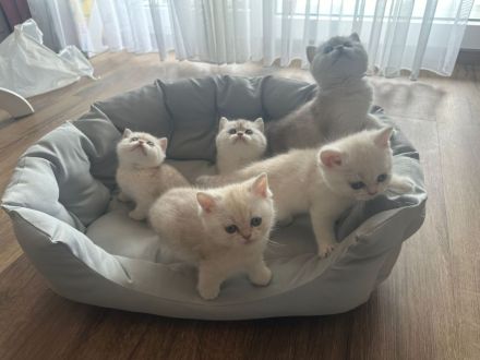 Reinrassige BKH Britisch Kurzhaar Silber,Cappuccino (mit Blauen Augen)Katzenbabys