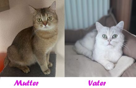 Reinrassige BKH Britisch Kurzhaar Silber,Cappuccino (mit Blauen Augen)Katzenbabys