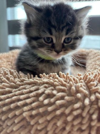 BKH Kätzchen bald abgabebereit - wunderschöne Kittens