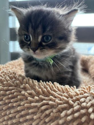 BKH Kätzchen bald abgabebereit - wunderschöne Kittens