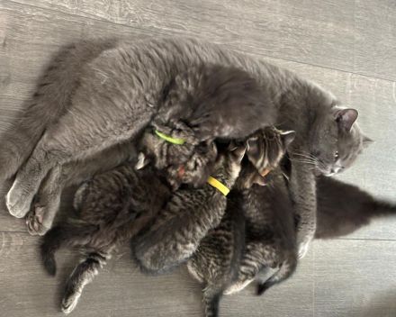 BKH Kätzchen bald abgabebereit - wunderschöne Kittens