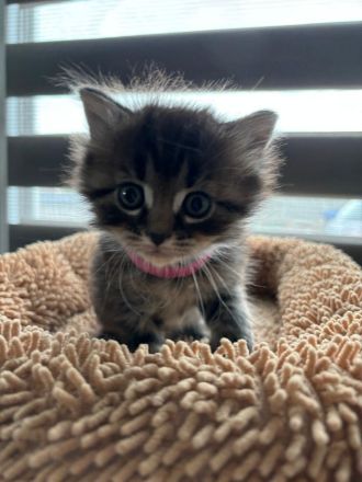 BKH Kätzchen bald abgabebereit - wunderschöne Kittens