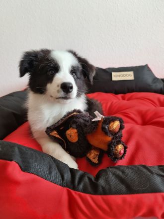 Border Collie Welpen mit VDH Ahnentafeln