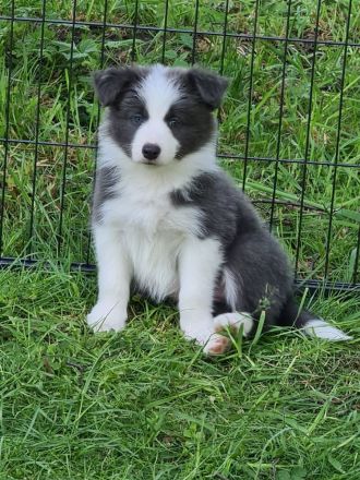 Border Collie Welpen mit VDH Ahnentafeln