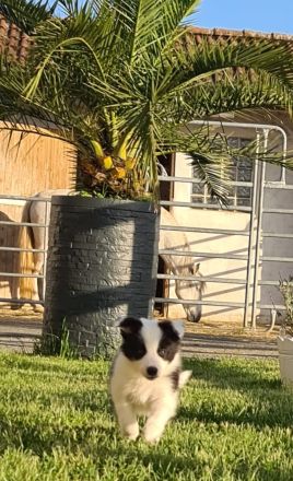 Border Collie Welpen mit VDH Ahnentafeln