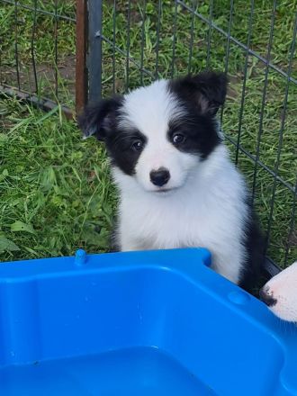 Border Collie Welpen mit VDH Ahnentafeln