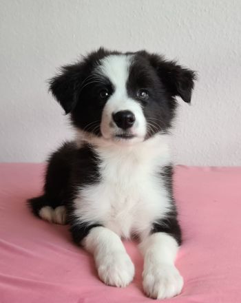 Border Collie Welpen mit VDH Ahnentafeln