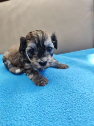 Süße Havaneser Babys