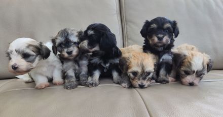 Süße Havaneser Babys