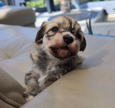 Süße Havaneser Babys