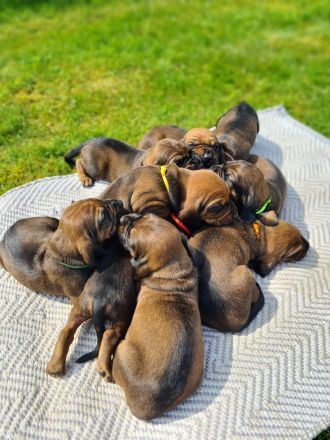 BGS Wurf: 9 Welpen Bayerischer Gebirgsschweißhund
