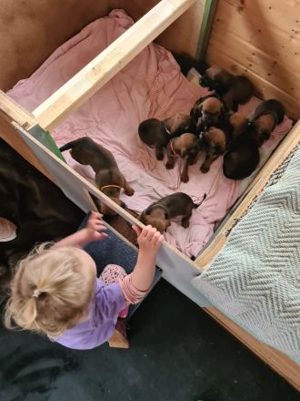 BGS Wurf: 9 Welpen Bayerischer Gebirgsschweißhund