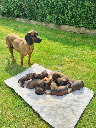 BGS Wurf: 9 Welpen Bayerischer Gebirgsschweißhund