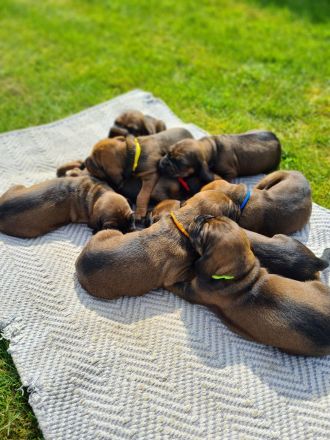 BGS Wurf: 9 Welpen Bayerischer Gebirgsschweißhund