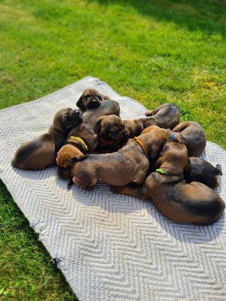 BGS Wurf: 9 Welpen Bayerischer Gebirgsschweißhund