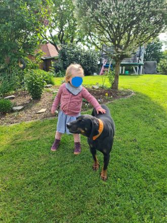 BGS Wurf: 9 Welpen Bayerischer Gebirgsschweißhund