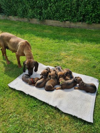 BGS Wurf: 9 Welpen Bayerischer Gebirgsschweißhund