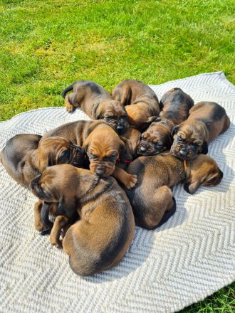BGS Wurf: 9 Welpen Bayerischer Gebirgsschweißhund