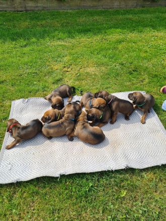 BGS Wurf: 9 Welpen Bayerischer Gebirgsschweißhund