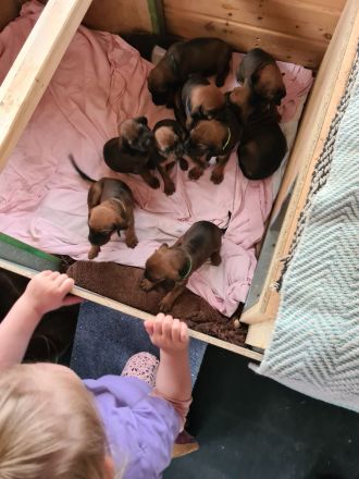 BGS Wurf: 9 Welpen Bayerischer Gebirgsschweißhund